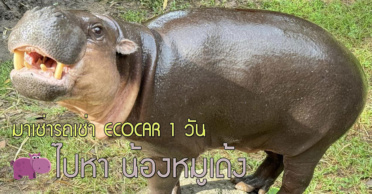 มาเช่ารถเช่า ECOCAR 1 วัน ไปหา น้องหมูเด้ง กัน !! 