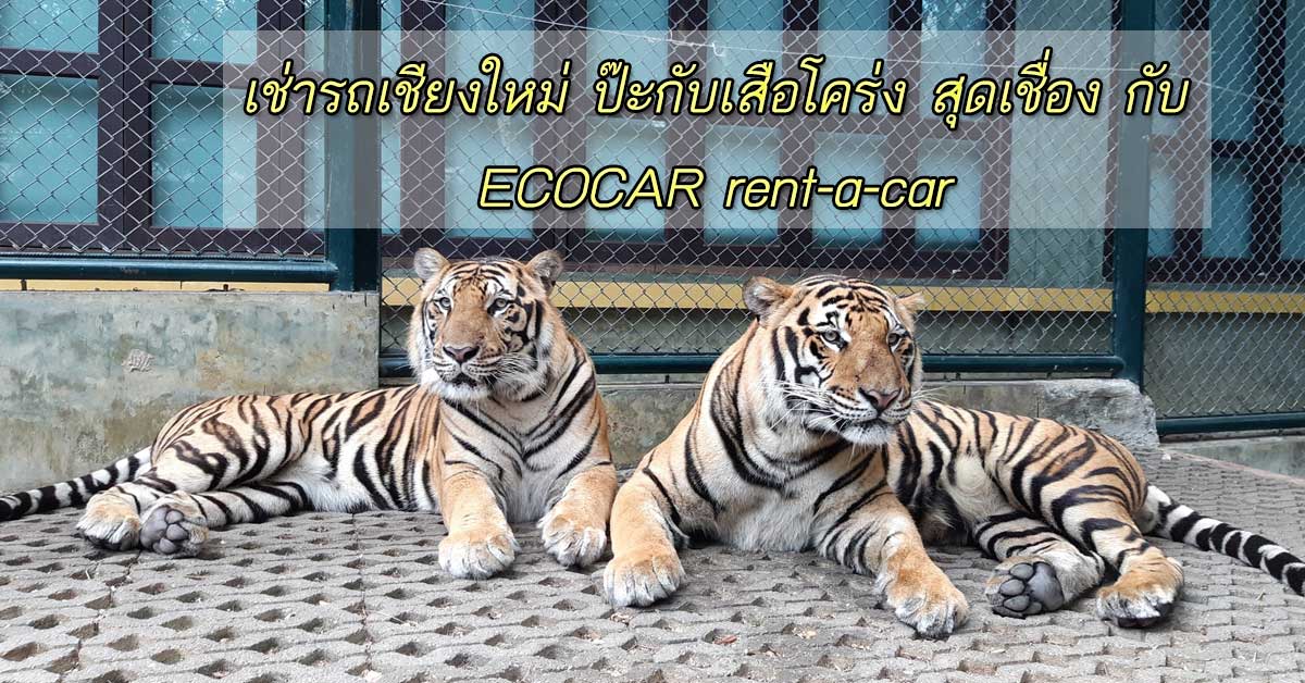 เช่ารถเชียงใหม่ ป๊ะกับเสือโคร่ง สุดเชื่อง ณ TIGER KINGDOM  