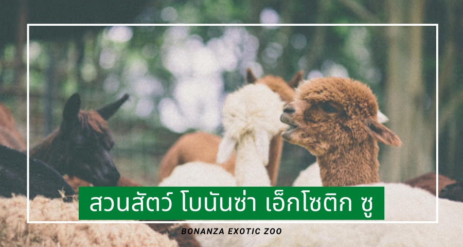 Bonanza Exotic Zoo (สวนสัตว์โบนันซ่าเอ็กโซติกซู เขาใหญ่)